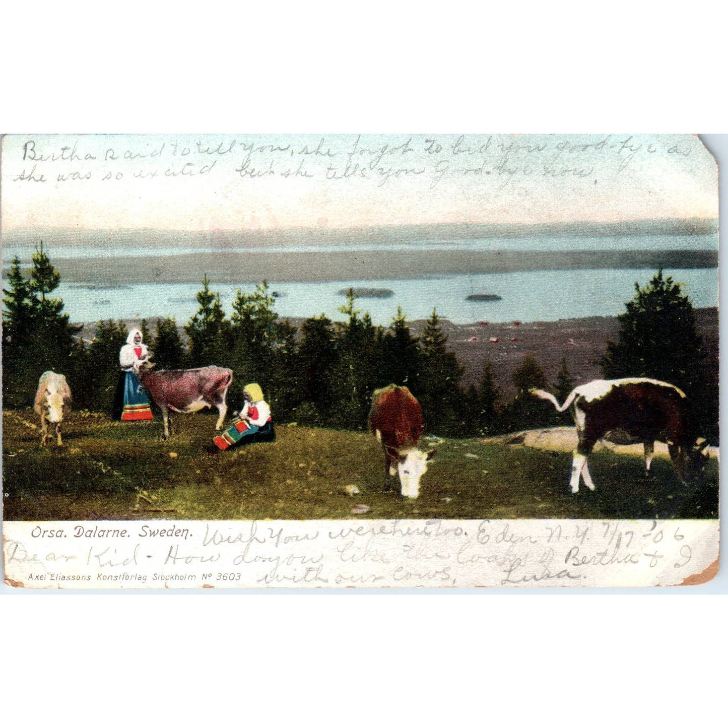 Cow Pasture Orsa Dalarna Sweden 1906 Original Postcard TK1-P20