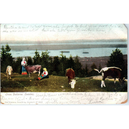 Cow Pasture Orsa Dalarna Sweden 1906 Original Postcard TK1-P20