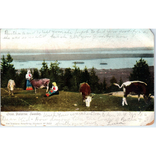 Cow Pasture Orsa Dalarna Sweden 1906 Original Postcard P1-15