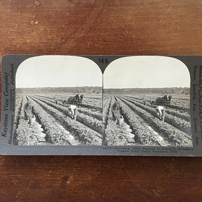 Harvesting Celery at Kalamazoo Michigan Antique Stereoview Card H2-4