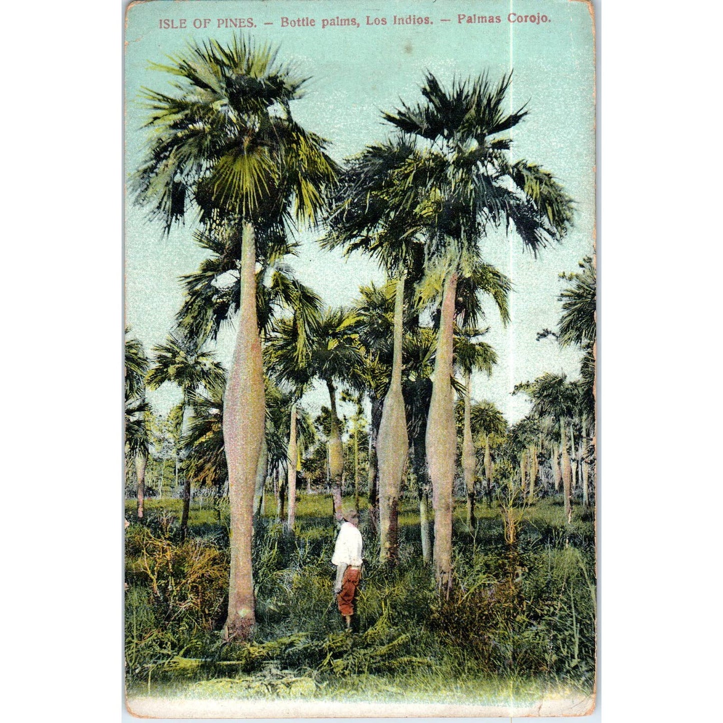 Isle of Pines Bottle Palms Havana Cuba Original Postcard TK1-P16