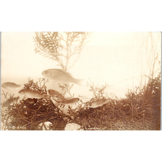 School of Fish Baby Perch Arizona RPPC Real Photo Postcard PB1