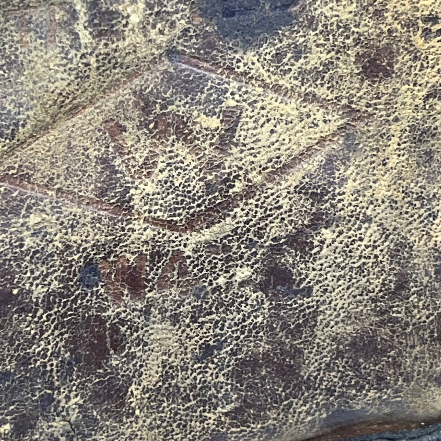 c1920 Single Web Strap Diamond W47 Leather Oil Treated Baseball Glove TJ8