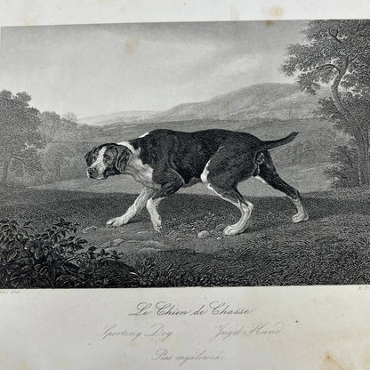 1864 Original Art Engraving - Sporting Dog Jagd Hund Spanish Pointer Stubbs AC3