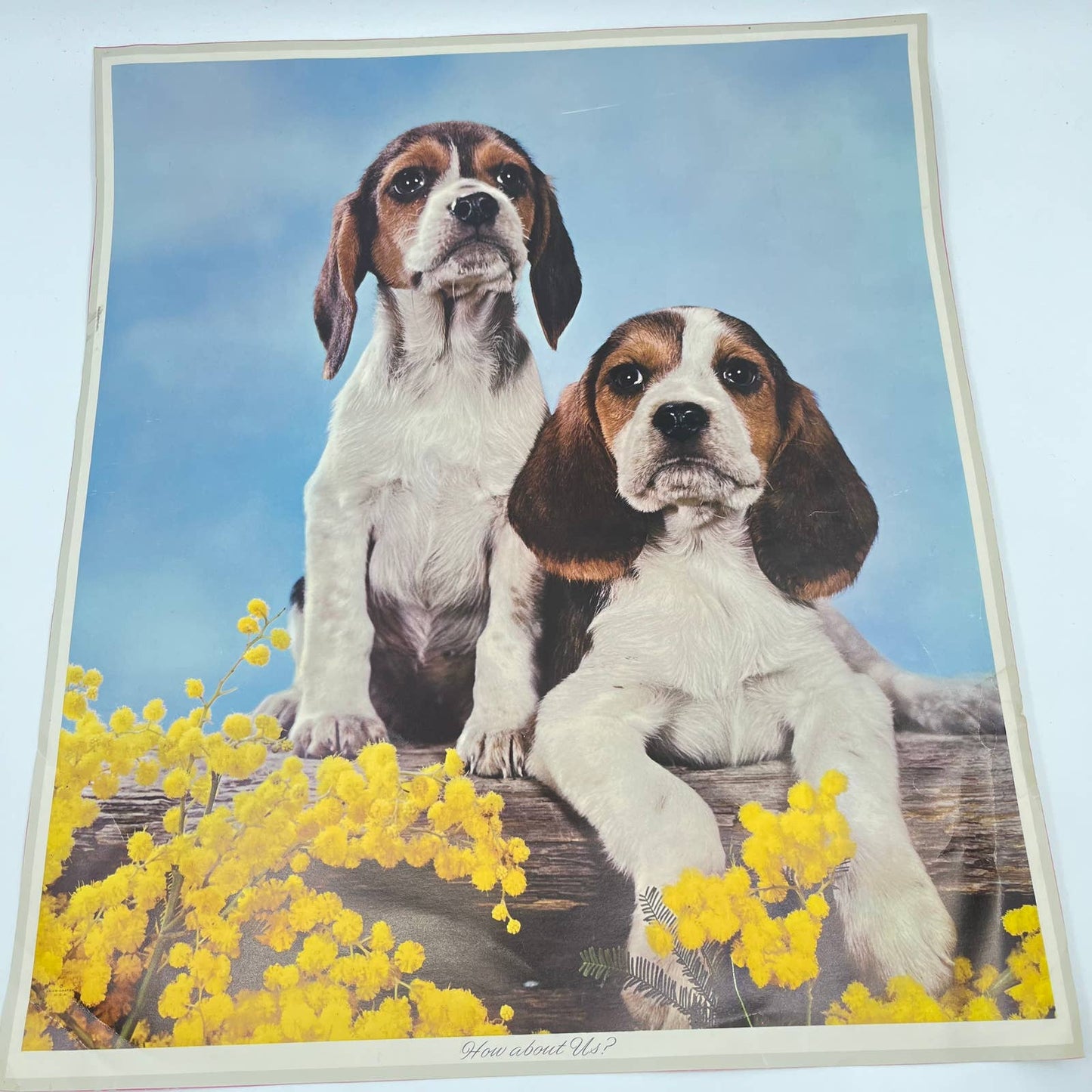 1970s Kitschy Photo Print Poster Beagle Puppies 14x16 RU1