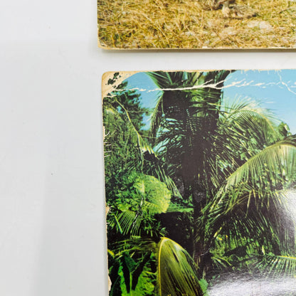 Set of 2 Vintage MCM Jumbo Florida Postcards Ostrich Boca Raton 9 x 6.5”  C7
