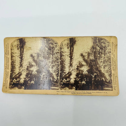 1894 Stereoview Card Grisley Giant Largest Living Tree Mariposa Grove California