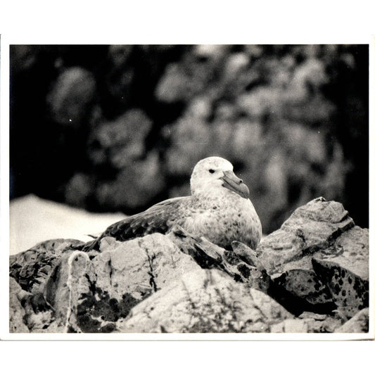 c1970 Original Photograph Albatross Bird in the Wild 8x10" AD6