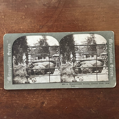 Hippopotamus Family Central Park New York Antique Stereoview Card H2-4
