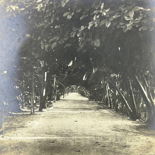 1903 Original Sepia Photograph Banana Grove in Tehuacan Puebla AC7