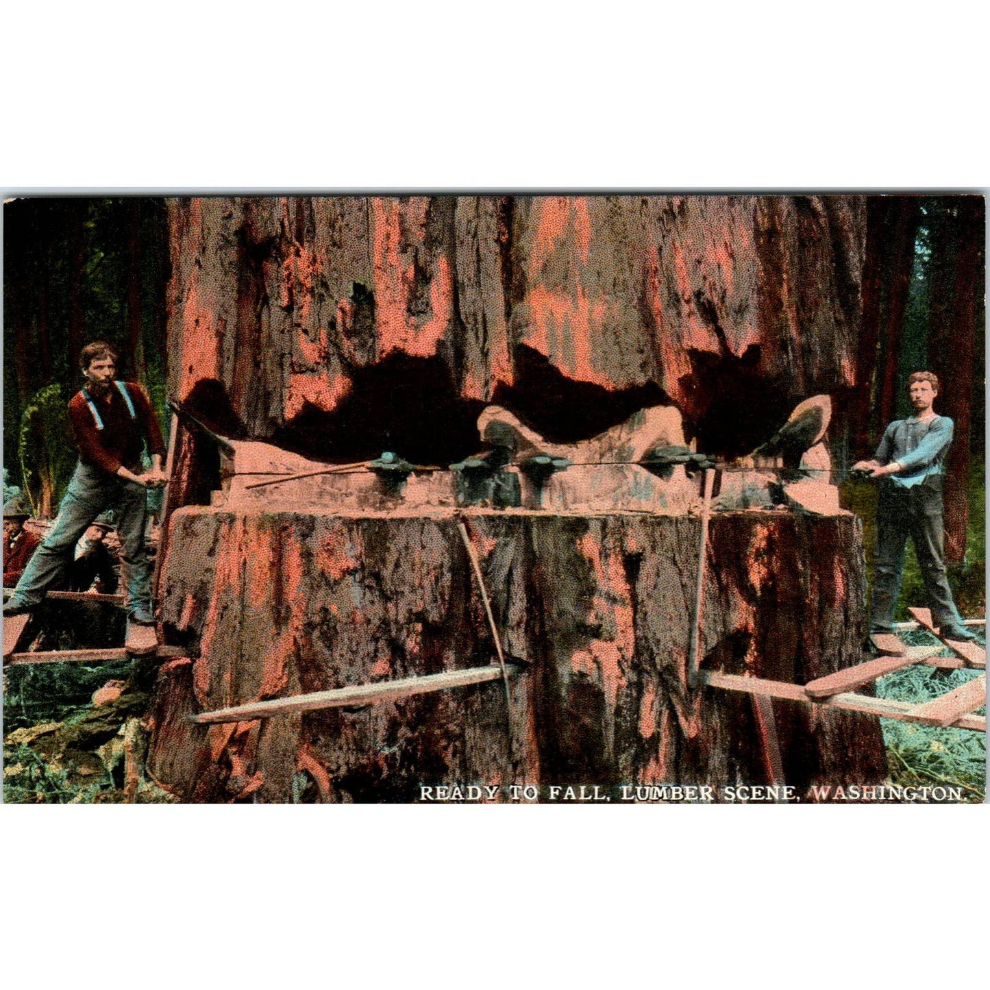 Vintage Postcard Ready to Fall Lumber Lumberjack Scene Washington TD9