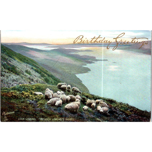 Sheep at Loch Lomond's Braes Raphael Tuck Original Postcard P3-2