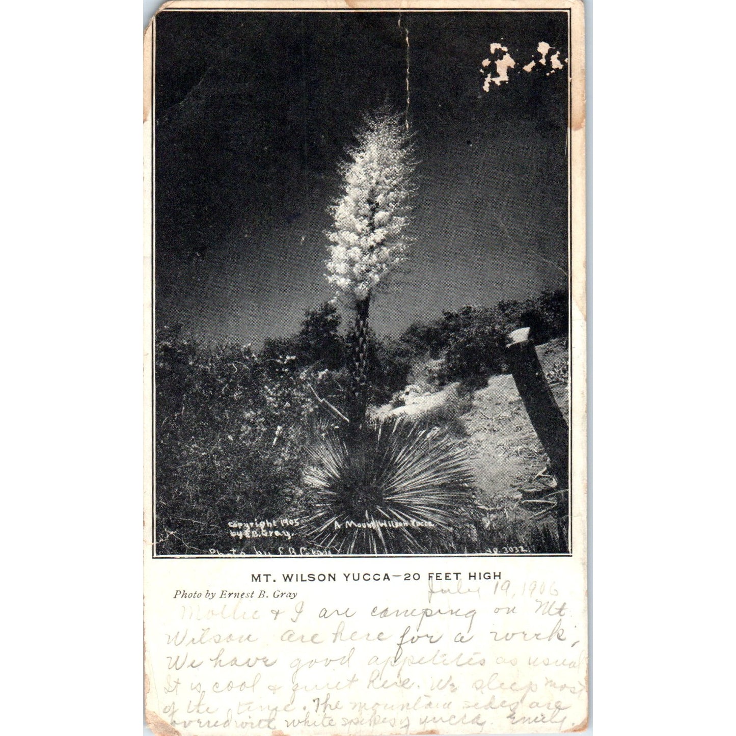 Mt. Wilson Yucca 20 Feet High 1905 Original Postcard P3-3