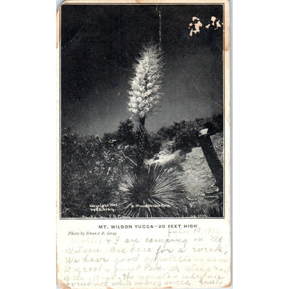 Mt. Wilson Yucca 20 Feet High 1905 Original Postcard P3-3