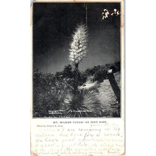 Mt. Wilson Yucca 20 Feet High 1905 Original Postcard P3-3