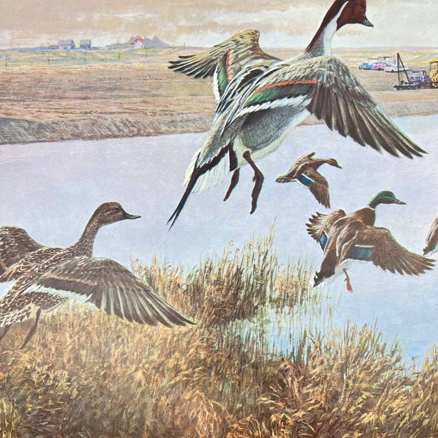 1970s Art Print Pintail & Mallard Ducks Remington Sportsmen’s Library 11x14 FL3