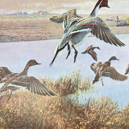 1970s Art Print Pintail & Mallard Ducks Remington Sportsmen’s Library 11x14 FL3