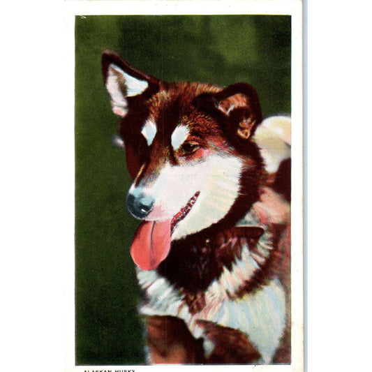 Alaskan Husky Portrait Original Postcard P2-6