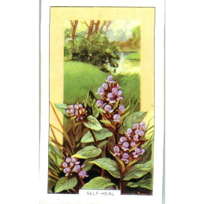 1930s Gallaher Cigarette Card Wild Flowers #21 Self-Heal SE5