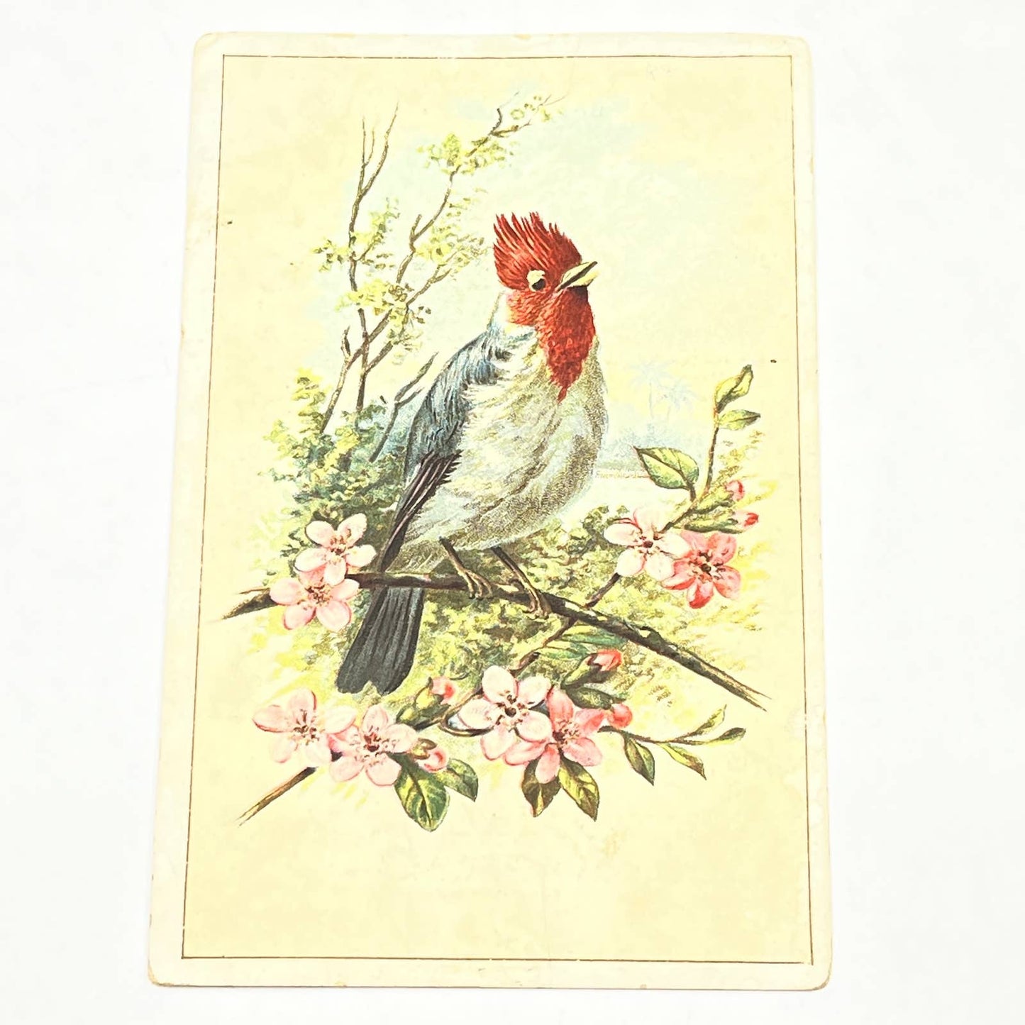 1880s Trade Card Kauai Red Crested Cardinal J. Eimerbrink Jr York PA AB6