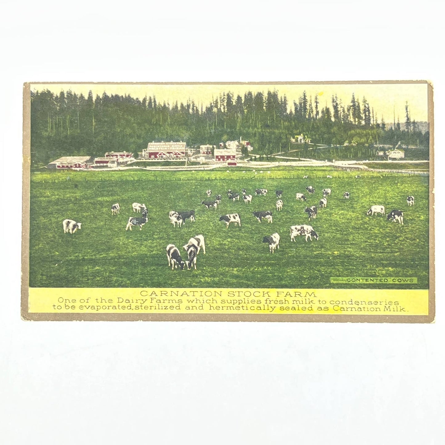 1915 Ad Postcard Carnation Stock Farm Milk Dairy Farm Photo Cows AB6