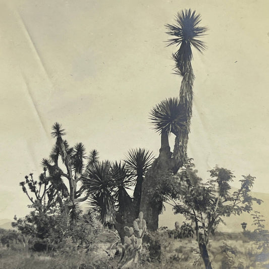 1903 Original Sepia Photograph Tropical Plants Tehuacan Puebla AC7