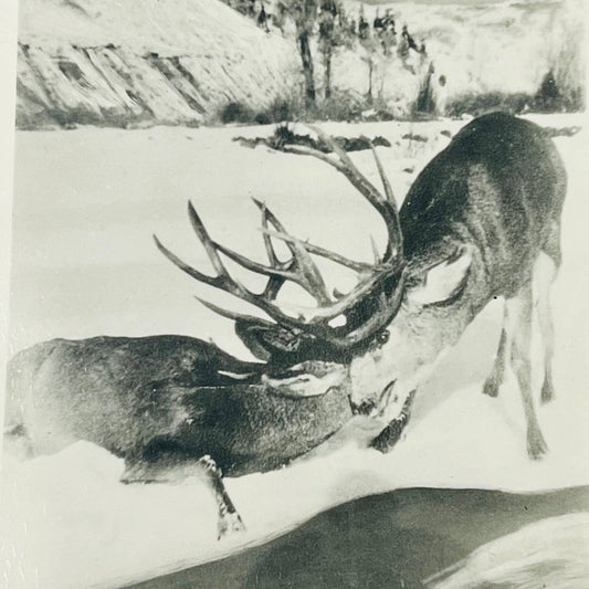 Early 1900s RPPC Deer Steer Bucks Locking Horns Fighting Snow Winter PA9