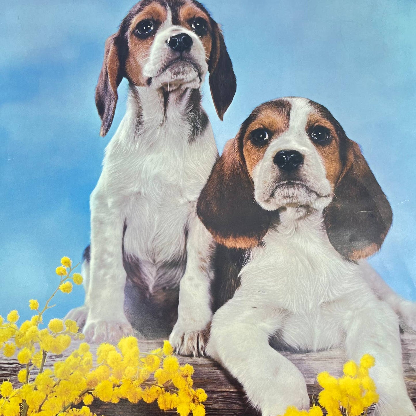 1970s Kitschy Photo Print Poster Beagle Puppies 14x16 RU1