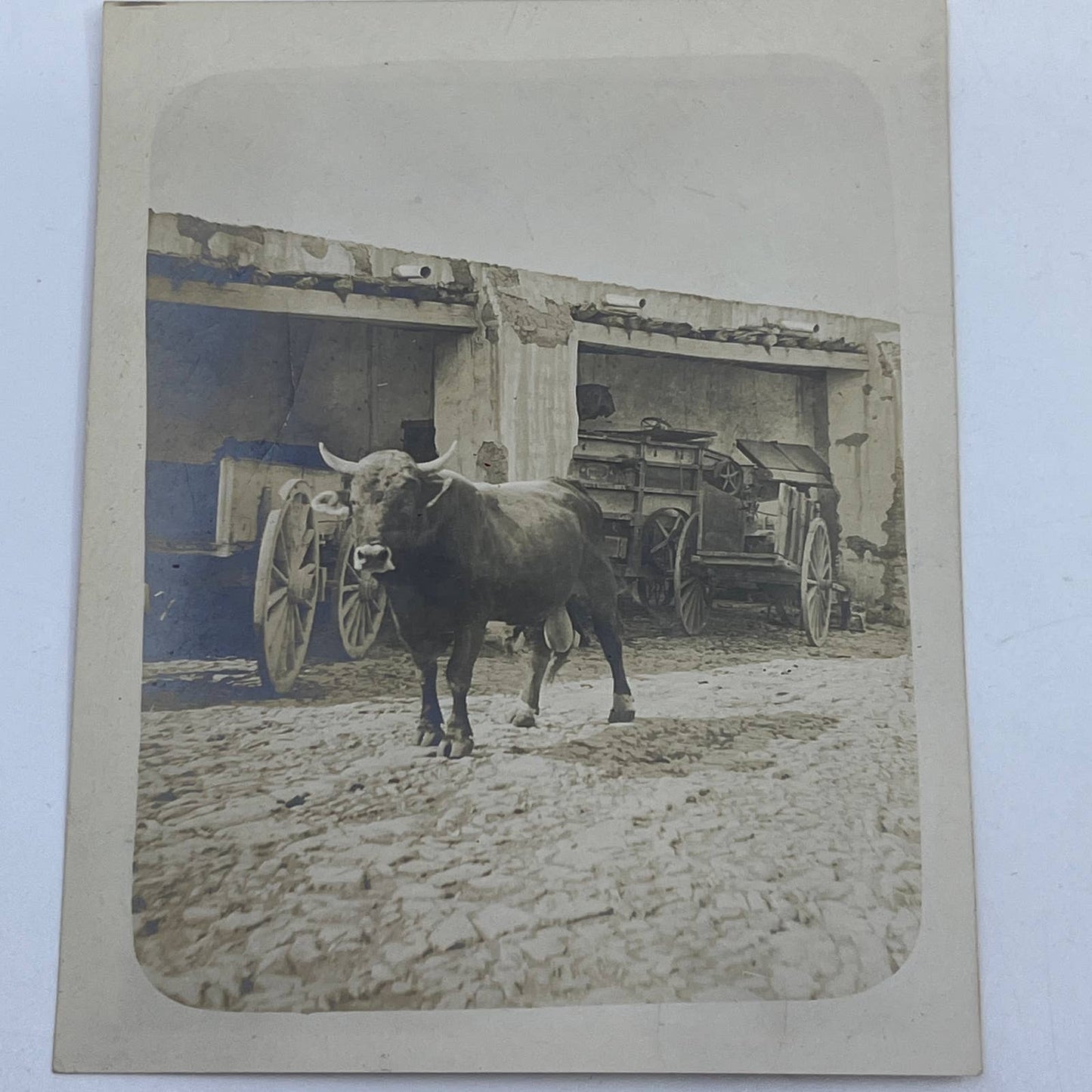 1903 Original Sepia Photograph Ox and Cart at Hacienda Tetillas Zacatecas AC7