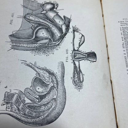 Eugenics The Laws of Sex Life and Heredity By Dr. W.J. Truitt 1916 TH8