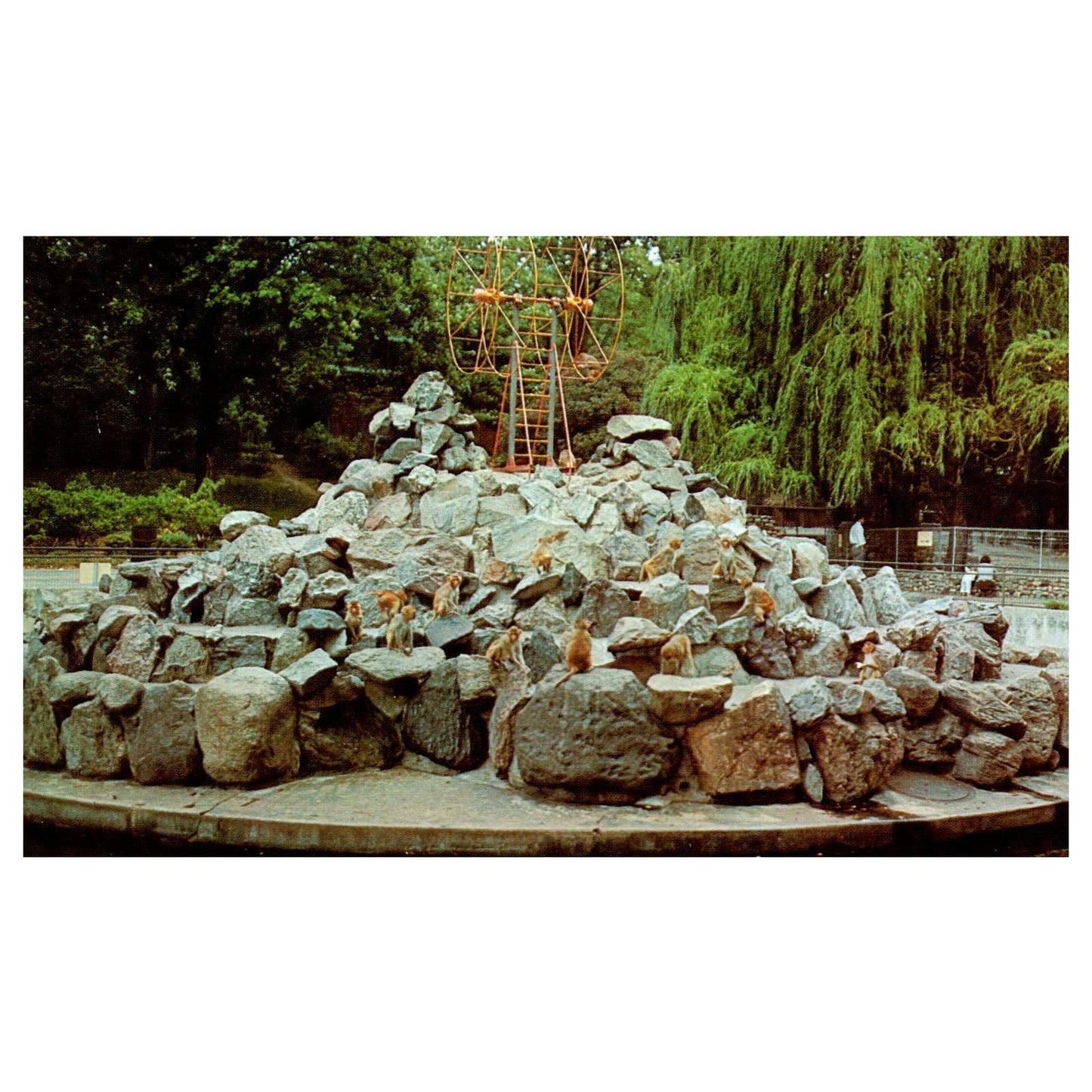 Vintage Postcard - Madison Zoo Monkey Island Vilas Park Madison Wisconsin AD9