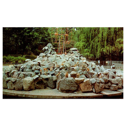 Vintage Postcard - Madison Zoo Monkey Island Vilas Park Madison Wisconsin AD9