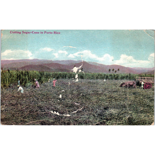 Antique Postcard Cutting Cane Sugar in Porto Rico SF2