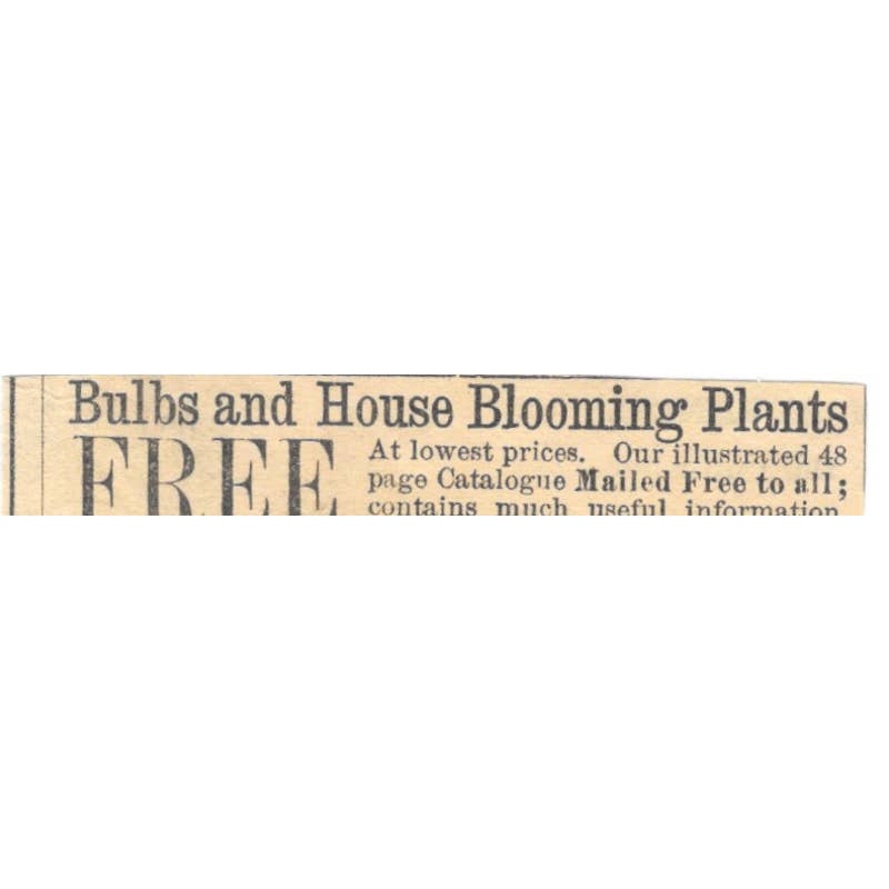 Bulbs & House Plants Benson, Maule & Co Philadelphia - Ad 1878 Original TJ7-L2-3