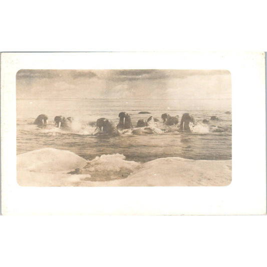 Pod of Walrus Swimming Towards Iceberg RPPC Alaska Original Postcard TK1-30
