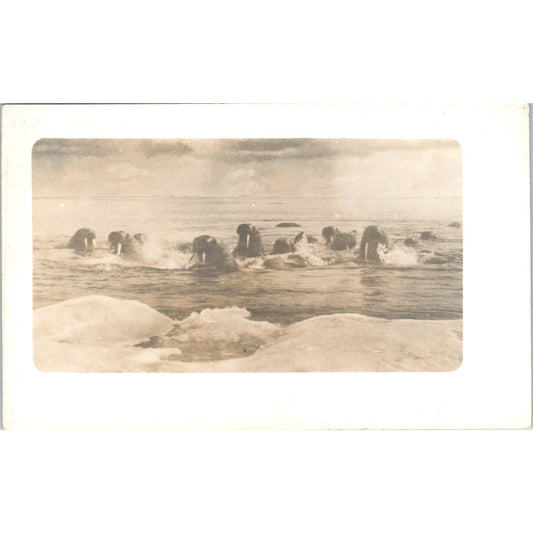 Pod of Walrus Swimming Towards Iceberg RPPC Alaska Original Postcard P2-6