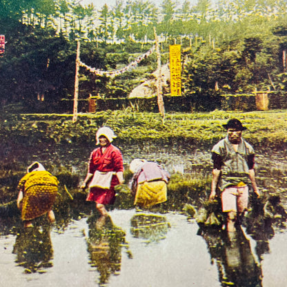 c1900 Stereoview Card Beginning the Cultivation of Rice Japan