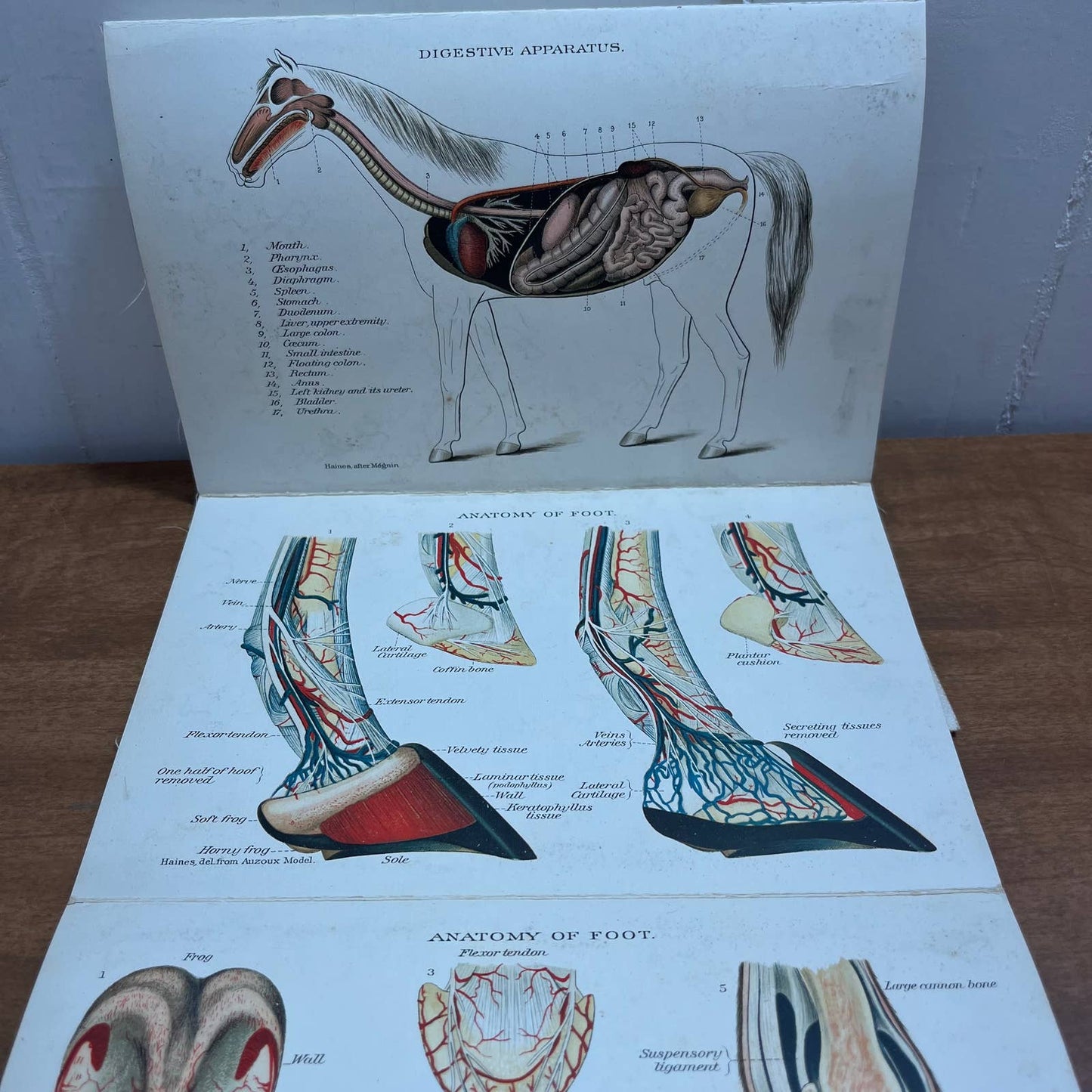 Early 1900s Anatomy of a Horse Fold Out Vibrant Lithograph 8 Panels 8 x 5” A4