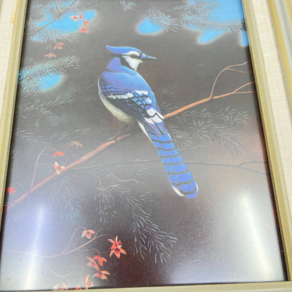 1970s Blue Jay Framed Photo Print 11x13 TE7