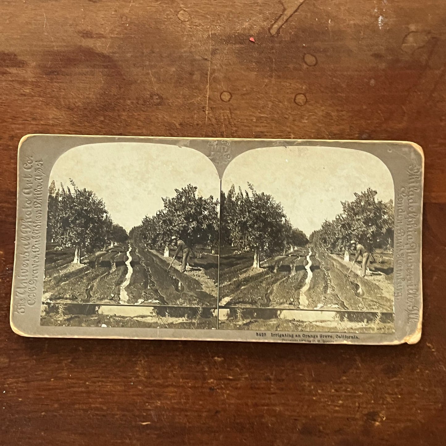 Irrigating Orange Grove California 1900 Antique Stereoview Card TJ9-V1