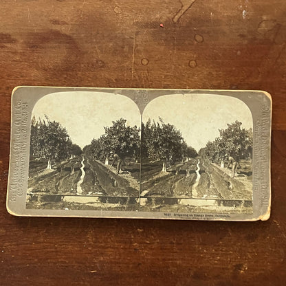 Irrigating Orange Grove California 1900 Antique Stereoview Card TJ9-V1