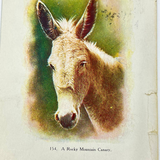 1907 Post Card Rocky Mountain Canary Donkey Pic SC9