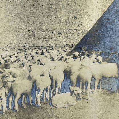 1903 Original Sepia Photograph Flock of Sheep at Hacienda Tetillas Zacatecas AC7