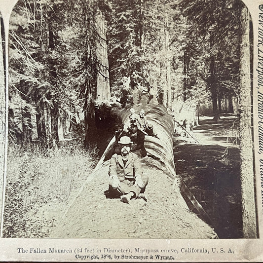 Fallen Monarch Redwood Mariposa Grove CA 1894 Antique Stereoview Card TJ9-V2