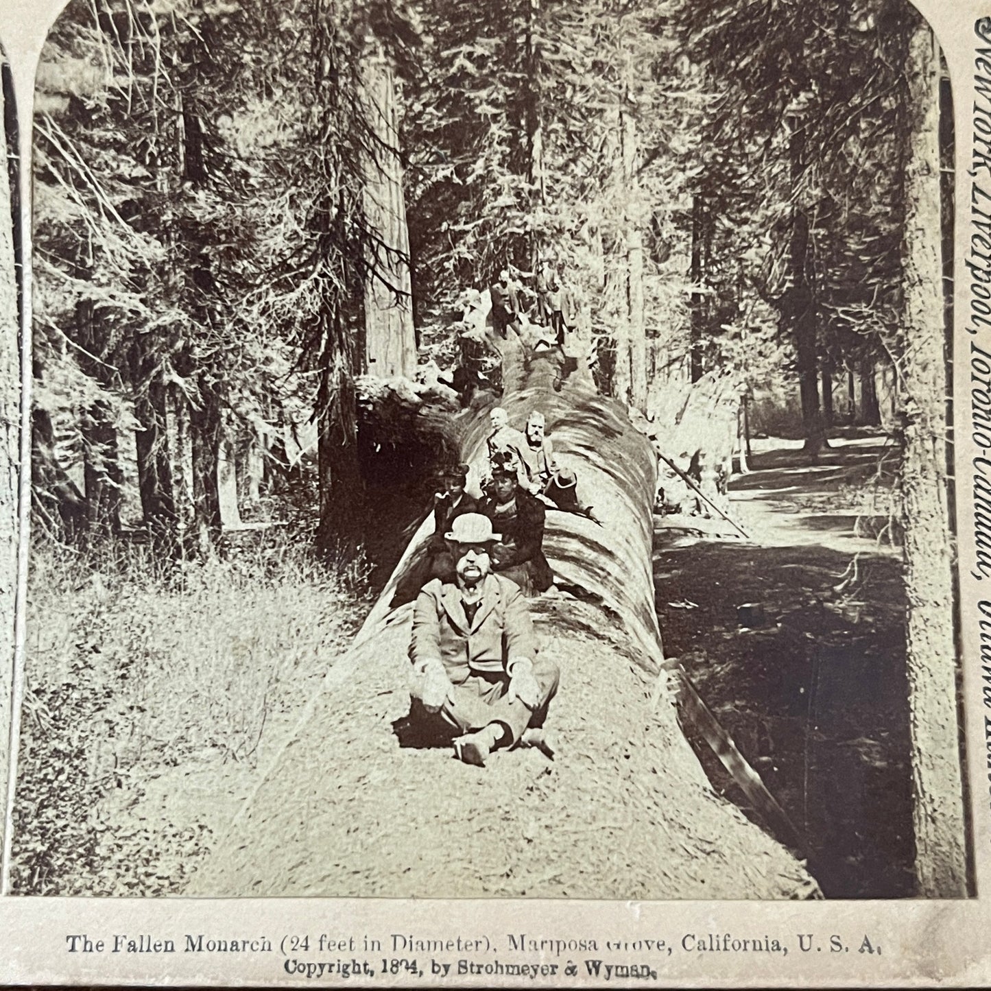 Fallen Monarch Redwood Mariposa Grove CA 1894 Antique Stereoview Card H2-4