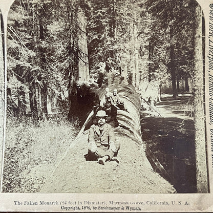 Fallen Monarch Redwood Mariposa Grove CA 1894 Antique Stereoview Card H2-4