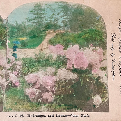 Hydrangea and Lawns Como Park St. Paul MN Tinted Antique Stereoview Card H2-5