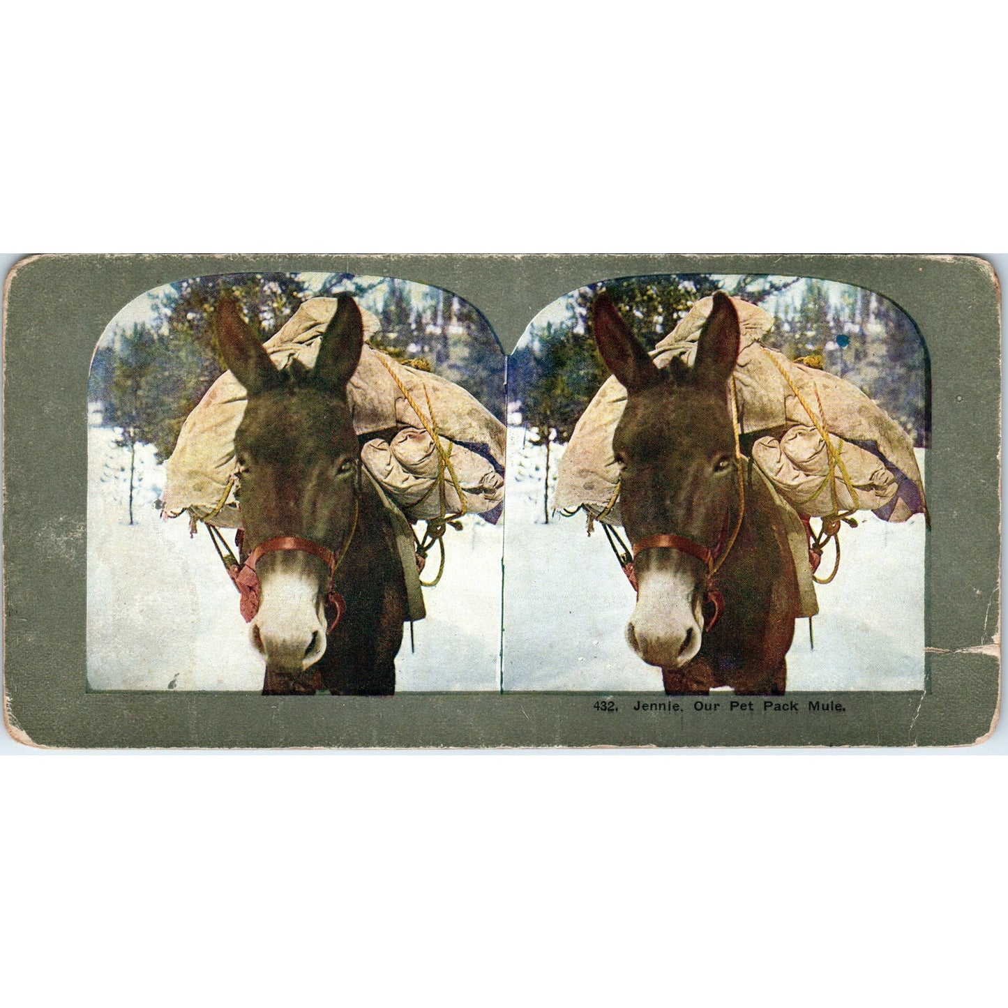 Jennie Our Pet Pack Mule - Antique Stereoview Card H3-2