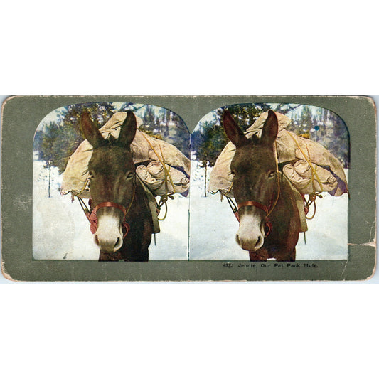 Jennie Our Pet Pack Mule - Antique Stereoview Card H3-2