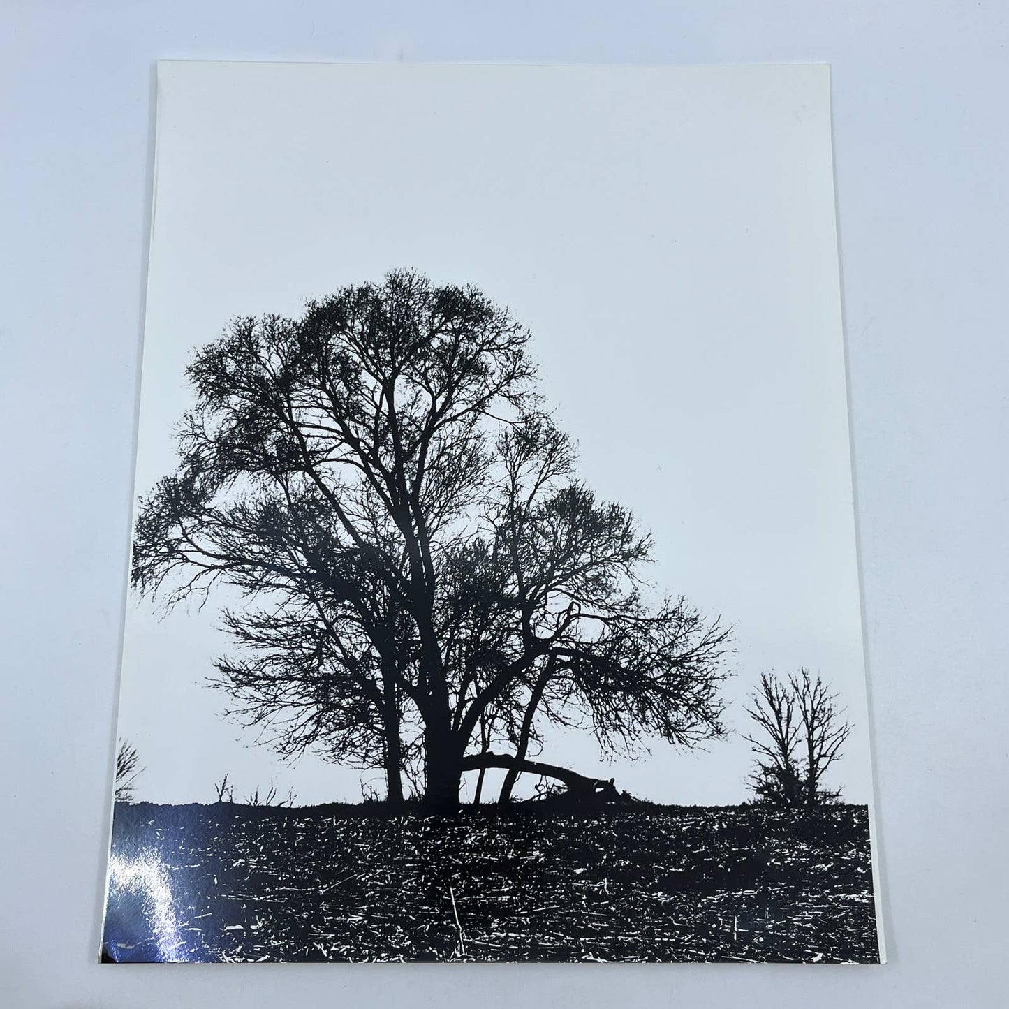 Vtg Original Art B&W Photo Tree Silhouette Randolph Allen Kennedy 11x14 FL4